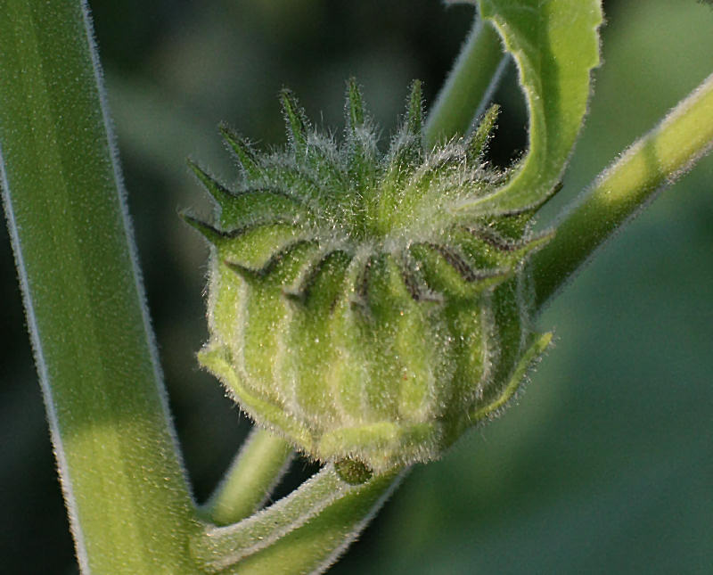 Abutilon theophrasti